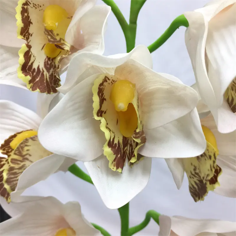 Simulated Cymbidium8198 (2)vcg