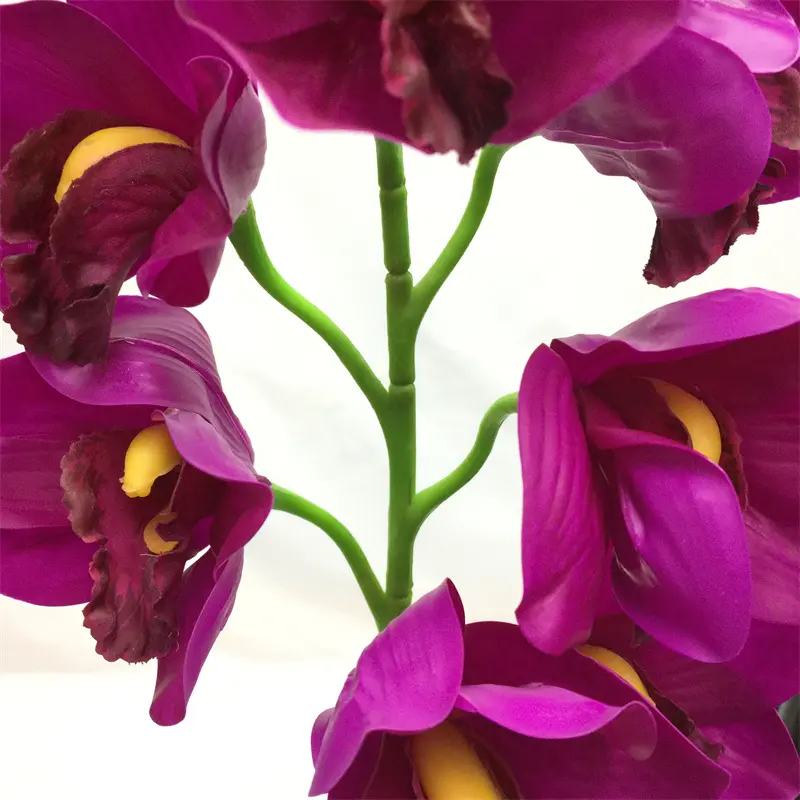 Simulated Cymbidium8198 (1)oni