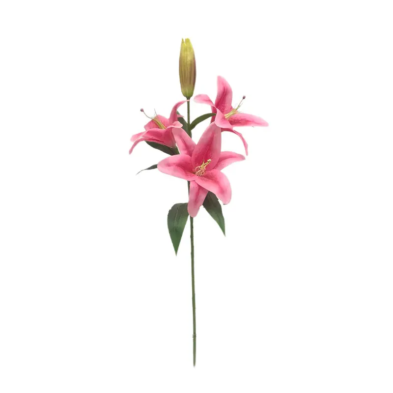 Manufacturer and Supplier of Tiger Orchids