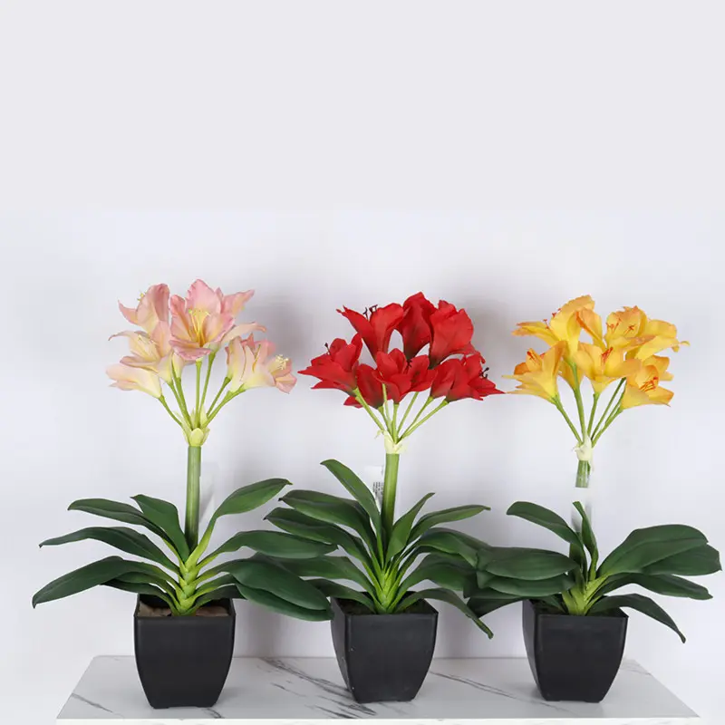 High-Quality Clivia miniata Bonsai for Factories