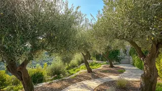 Maximizing Value through Exceptional Care and Maintenance of Fake Olive Trees