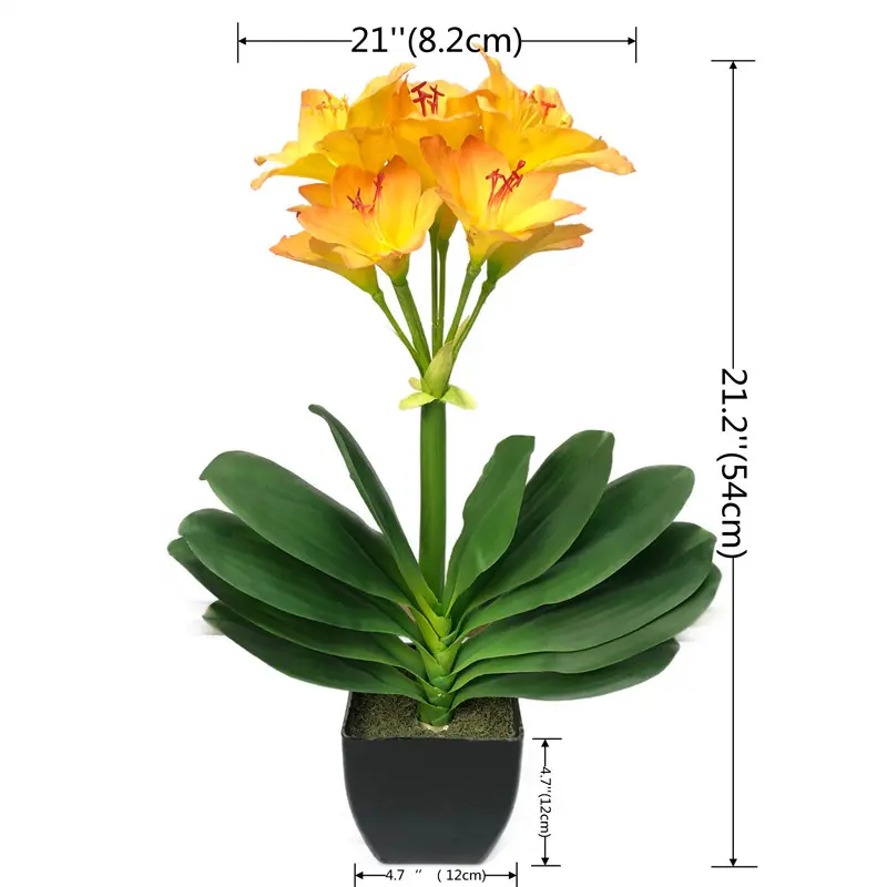 High-Quality Clivia miniata Bonsai for Factories
