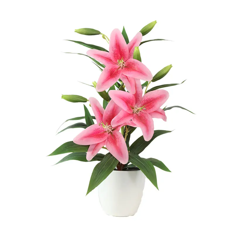 Manufacturer and Supplier of Tiger Orchids