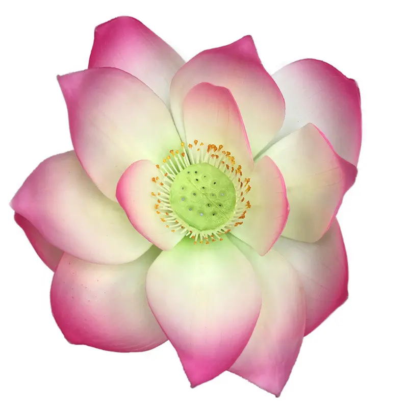 Lotus Flower Supplier for OEM209840