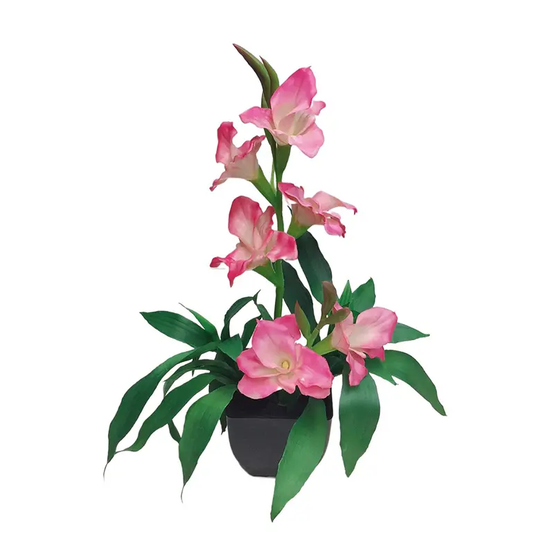 Ginger Flower Bonsai8r3k