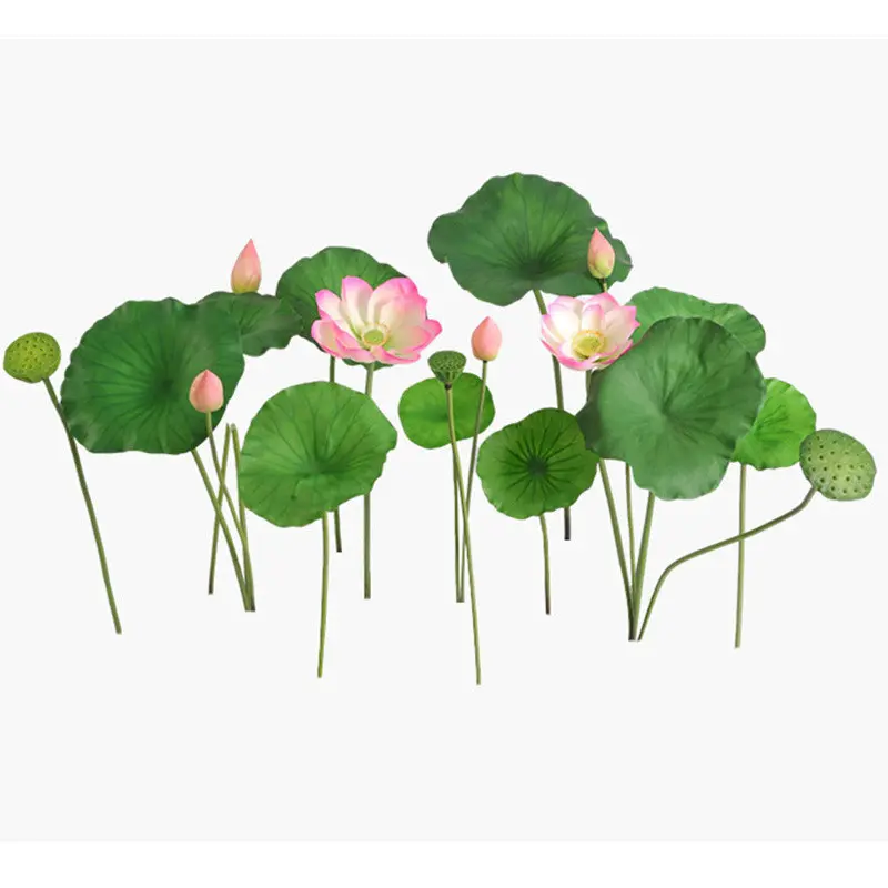 Lotus Flower Supplier for OEM102mkt