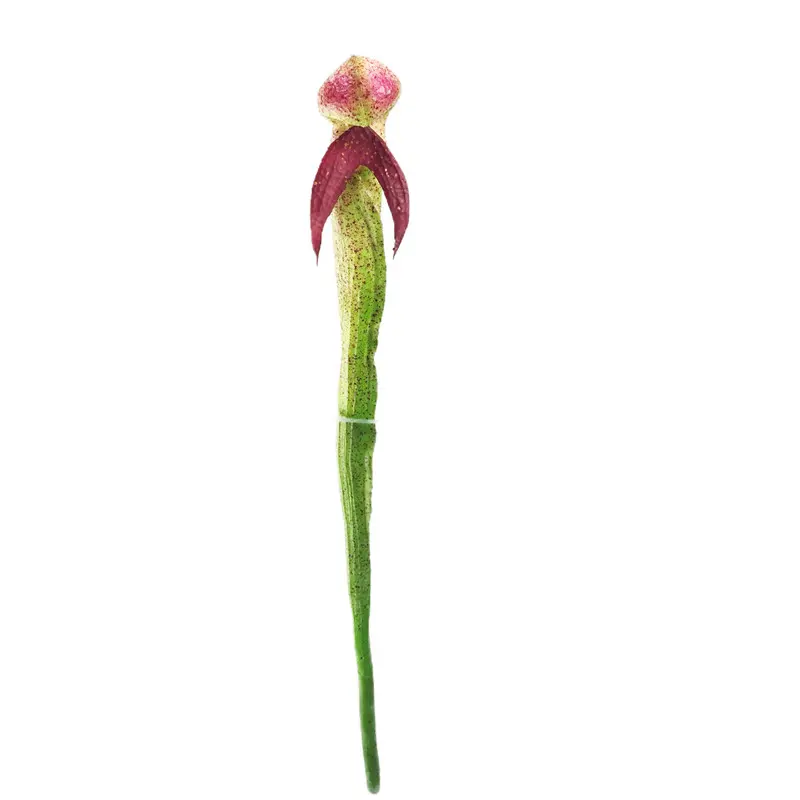 Factory-Direct Artificial Snakehead Orchids
