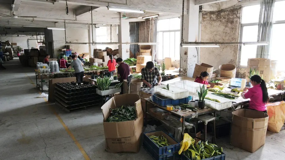 How our factory produces artificial flowers,  our factory have more than 25 years of production experience