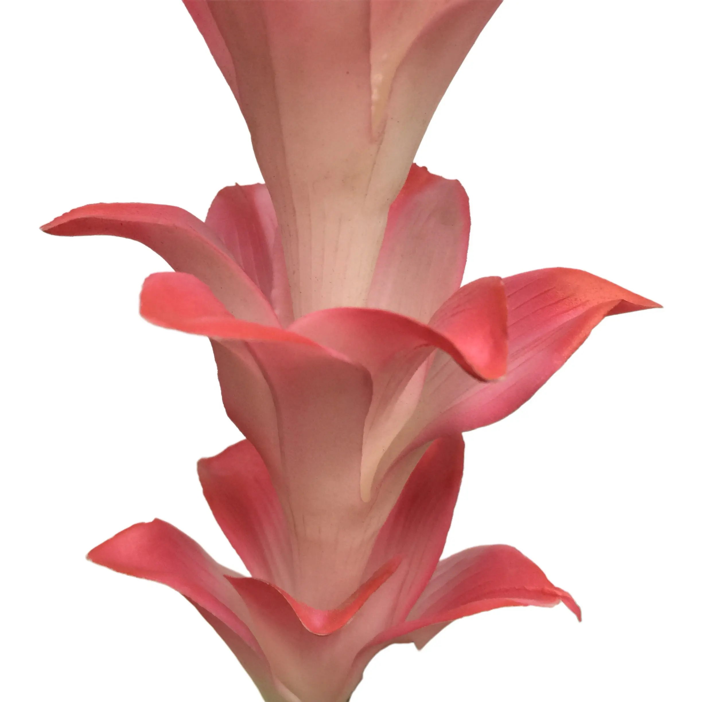 Expert Manufacturers of Natural Simulation Torchflower