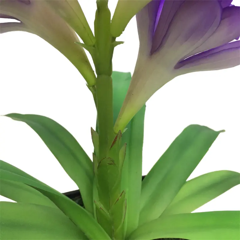 Leading Rubber Tuberose 6279 (8)8nk