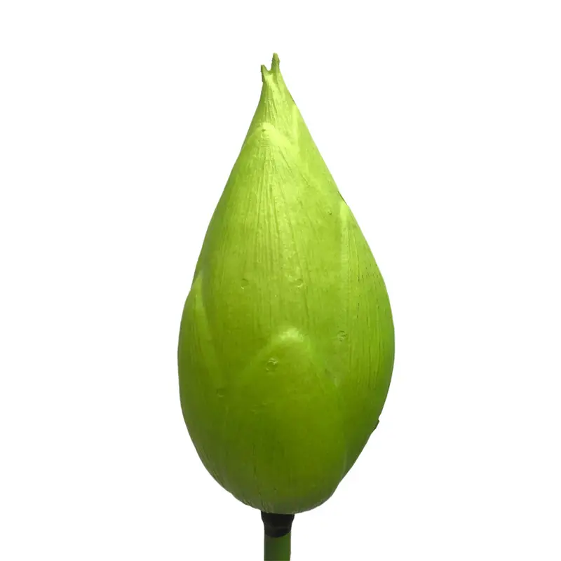 High-touch PVC Lotus Fruit01whw