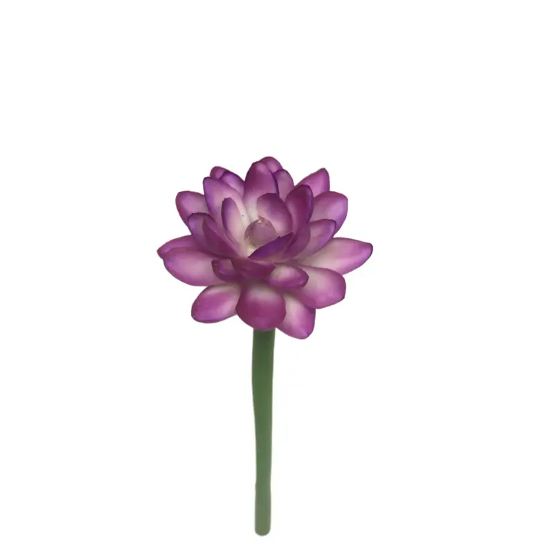 Simulation Snow Lotus（2092） (1)0vz